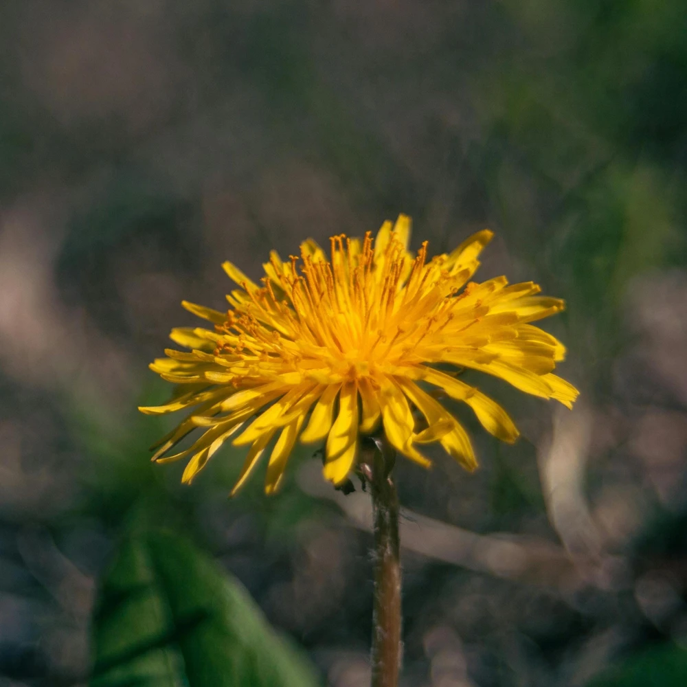 True Wild Dandelion Seeds - Taraxacum officinale - Edible & Medicinal Herb - Perennial - 30 Seeds - Image 4