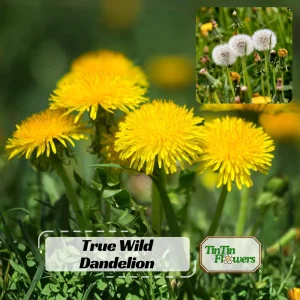 True Wild Dandelion Seeds - Taraxacum officinale - Edible & Medicinal Herb - Perennial - 30 Seeds - Image 1