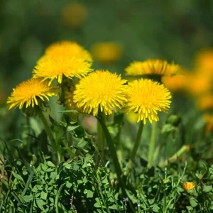 True Wild Dandelion Seeds - Taraxacum officinale - Edible & Medicinal Herb - Perennial - 30 Seeds - Image 5