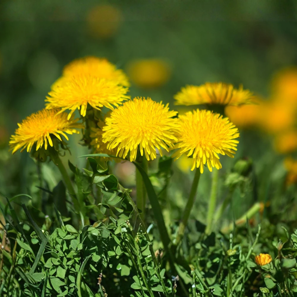 True Wild Dandelion Seeds - Taraxacum officinale - Edible & Medicinal Herb - Perennial - 30 Seeds - Image 5