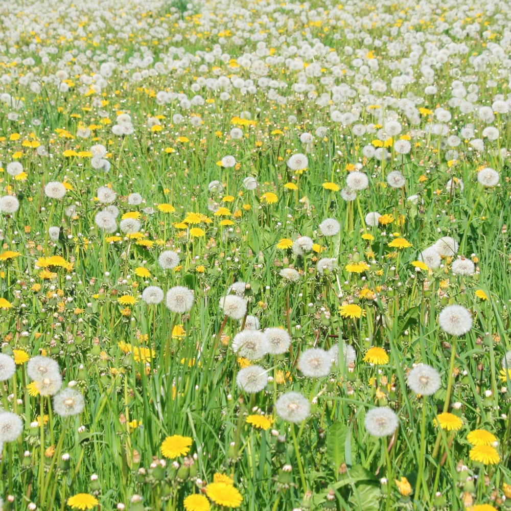 True Wild Dandelion Seeds - Taraxacum officinale - Edible & Medicinal Herb - Perennial - 30 Seeds - Image 7