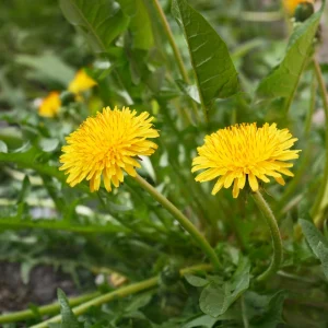 True Wild Dandelion Seeds - Taraxacum officinale - Edible & Medicinal Herb - Perennial - 30 Seeds - Image 8