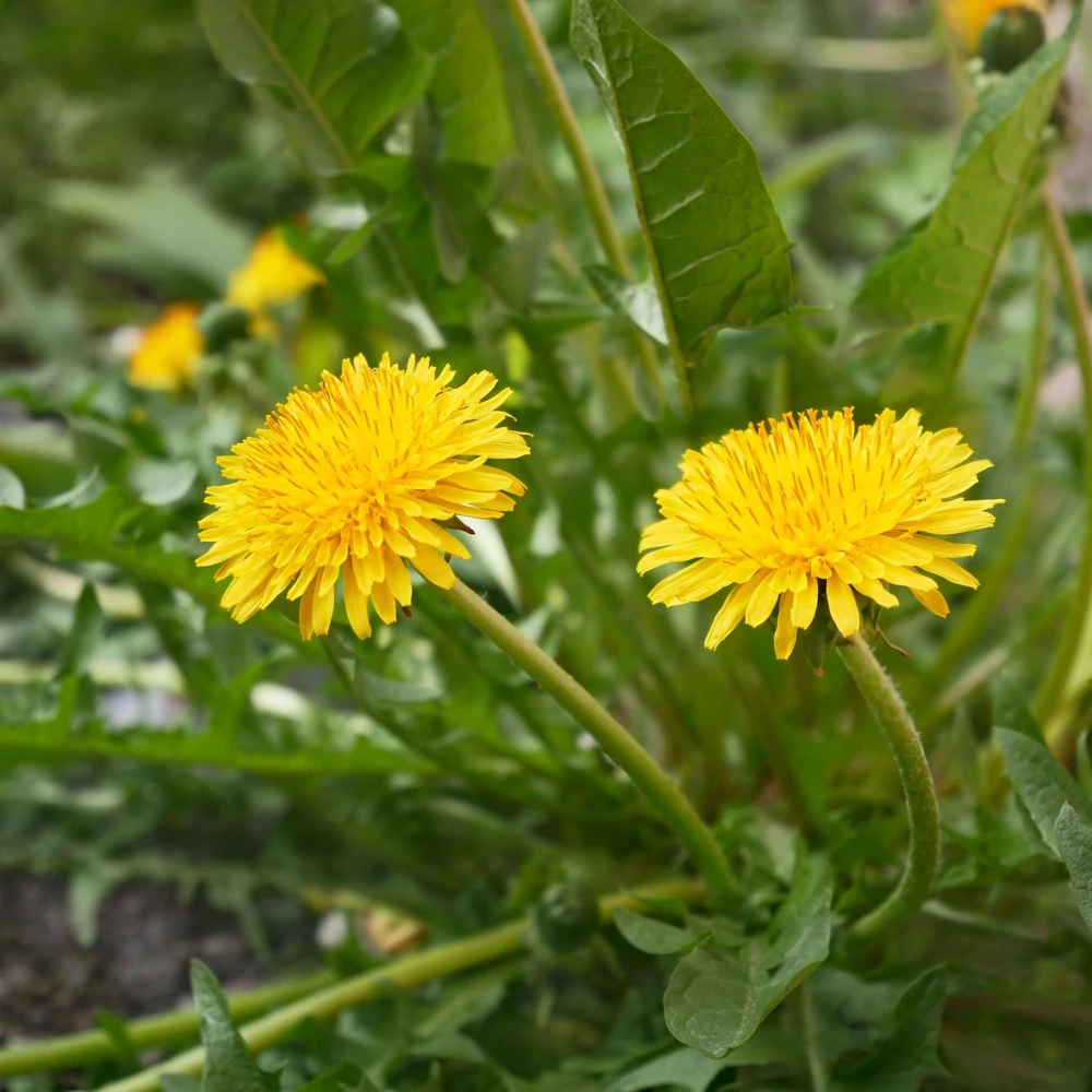 True Wild Dandelion Seeds - Taraxacum officinale - Edible & Medicinal Herb - Perennial - 30 Seeds - Image 8