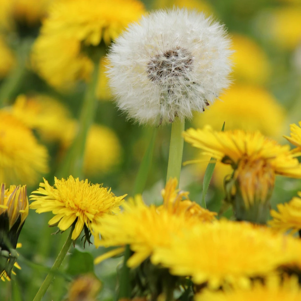 True Wild Dandelion Seeds - Taraxacum officinale - Edible & Medicinal Herb - Perennial - 30 Seeds - Image 9