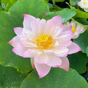 Twinkle Toes Mini Lotus Seeds - Rare Nelumbo Nucifera Water Lily Seeds - 5+ Count - Image 10