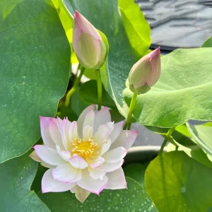 Twinkle Toes Mini Lotus Seeds - Rare Nelumbo Nucifera Water Lily Seeds - 5+ Count - Image 11