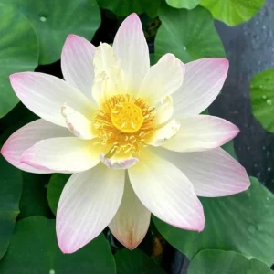 Twinkle Toes Mini Lotus Seeds - Rare Nelumbo Nucifera Water Lily Seeds - 5+ Count - Image 2