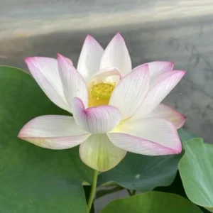 Twinkle Toes Mini Lotus Seeds - Rare Nelumbo Nucifera Water Lily Seeds - 5+ Count - Image 3