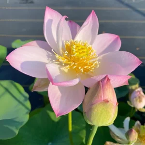 Twinkle Toes Mini Lotus Seeds - Rare Nelumbo Nucifera Water Lily Seeds - 5+ Count - Image 4