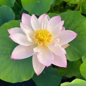 Twinkle Toes Mini Lotus Seeds - Rare Nelumbo Nucifera Water Lily Seeds - 5+ Count - Image 5