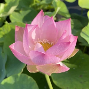 Twinkle Toes Mini Lotus Seeds - Rare Nelumbo Nucifera Water Lily Seeds - 5+ Count - Image 6