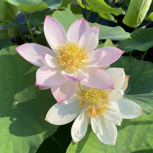 Twinkle Toes Mini Lotus Seeds - Rare Nelumbo Nucifera Water Lily Seeds - 5+ Count - Image 7