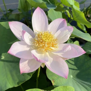 Twinkle Toes Mini Lotus Seeds - Rare Nelumbo Nucifera Water Lily Seeds - 5+ Count - Image 8