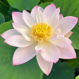 Twinkle Toes Mini Lotus Seeds - Rare Nelumbo Nucifera Water Lily Seeds - 5+ Count - Image 9