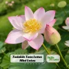 Twinkle Toes Mini Lotus Seeds - Rare Nelumbo Nucifera Water Lily Seeds - 5+ Count - Image 1