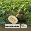Valencia Early Melon Seeds - Heirloom Fruit Seeds - Sweet & Juicy - 20 Seeds - Image 1