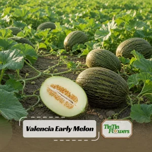 Valencia Early Melon Seeds - Heirloom Fruit Seeds - Sweet & Juicy - 20 Seeds - Image 1