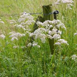 Valerian Herb Seeds - Valeriana officinalis - Fragrant Perennial Flowers - Image 10