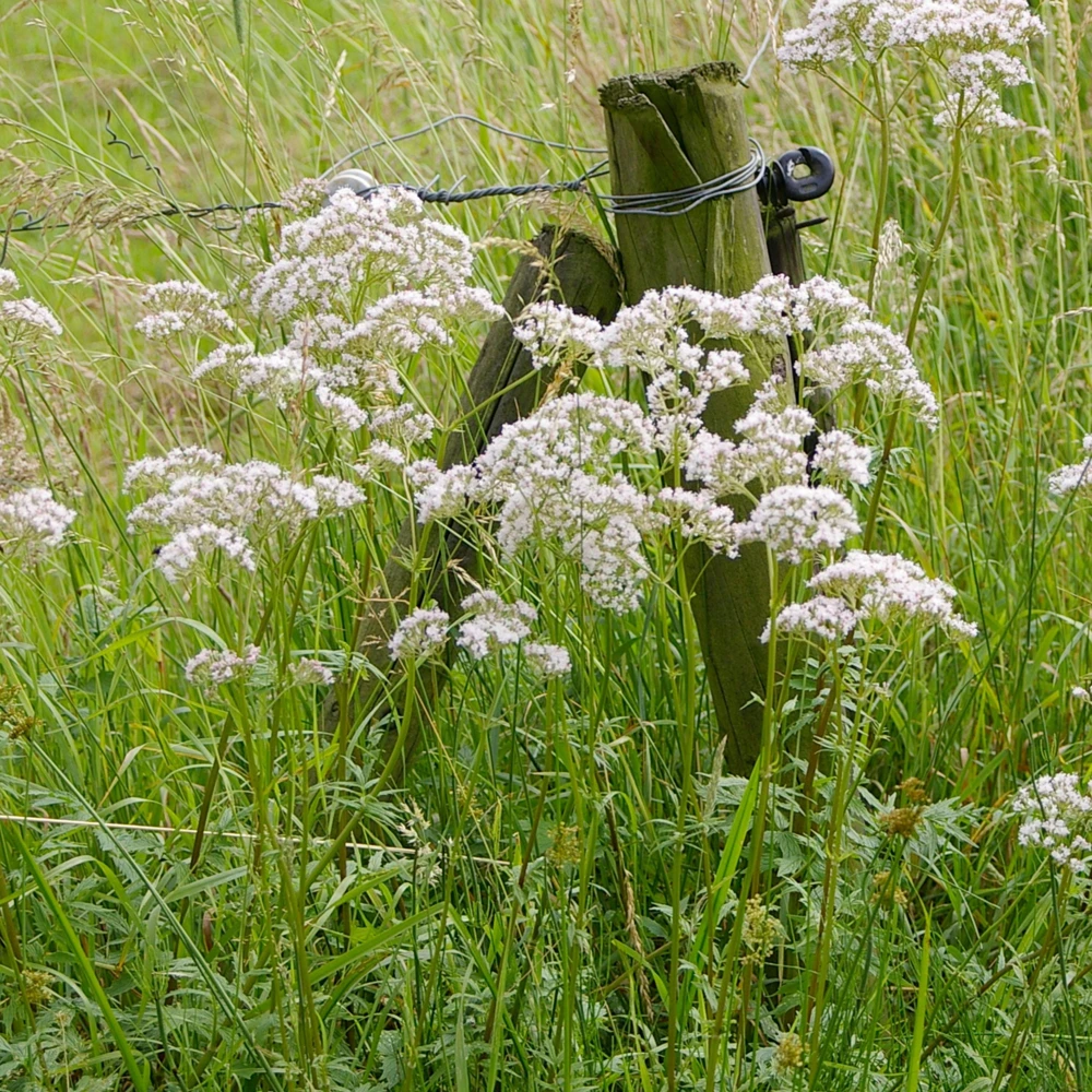 Valerian Herb Seeds - Valeriana officinalis - Fragrant Perennial Flowers - Image 10