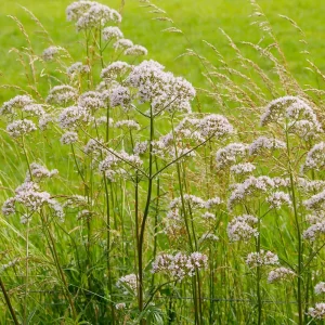 Valerian Herb Seeds - Valeriana officinalis - Fragrant Perennial Flowers - Image 11