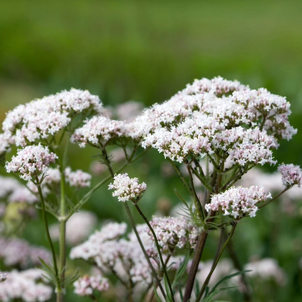 Valerian Herb Seeds - Valeriana officinalis - Fragrant Perennial Flowers - Image 2