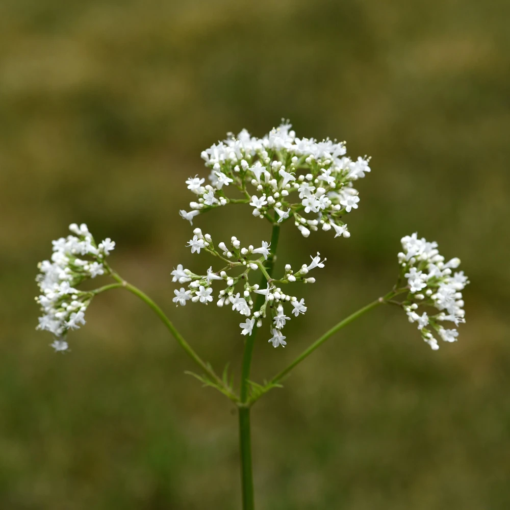 Valerian Herb Seeds - Valeriana officinalis - Fragrant Perennial Flowers - Image 3