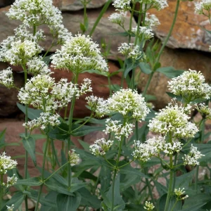 Valerian Herb Seeds - Valeriana officinalis - Fragrant Perennial Flowers - Image 4