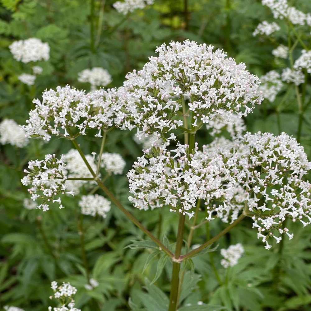 Valerian Herb Seeds - Valeriana officinalis - Fragrant Perennial Flowers - Image 5