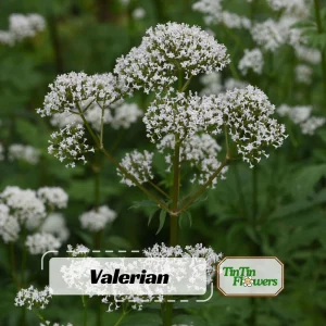 Valerian Herb Seeds - Valeriana officinalis - Fragrant Perennial Flowers - Image 1