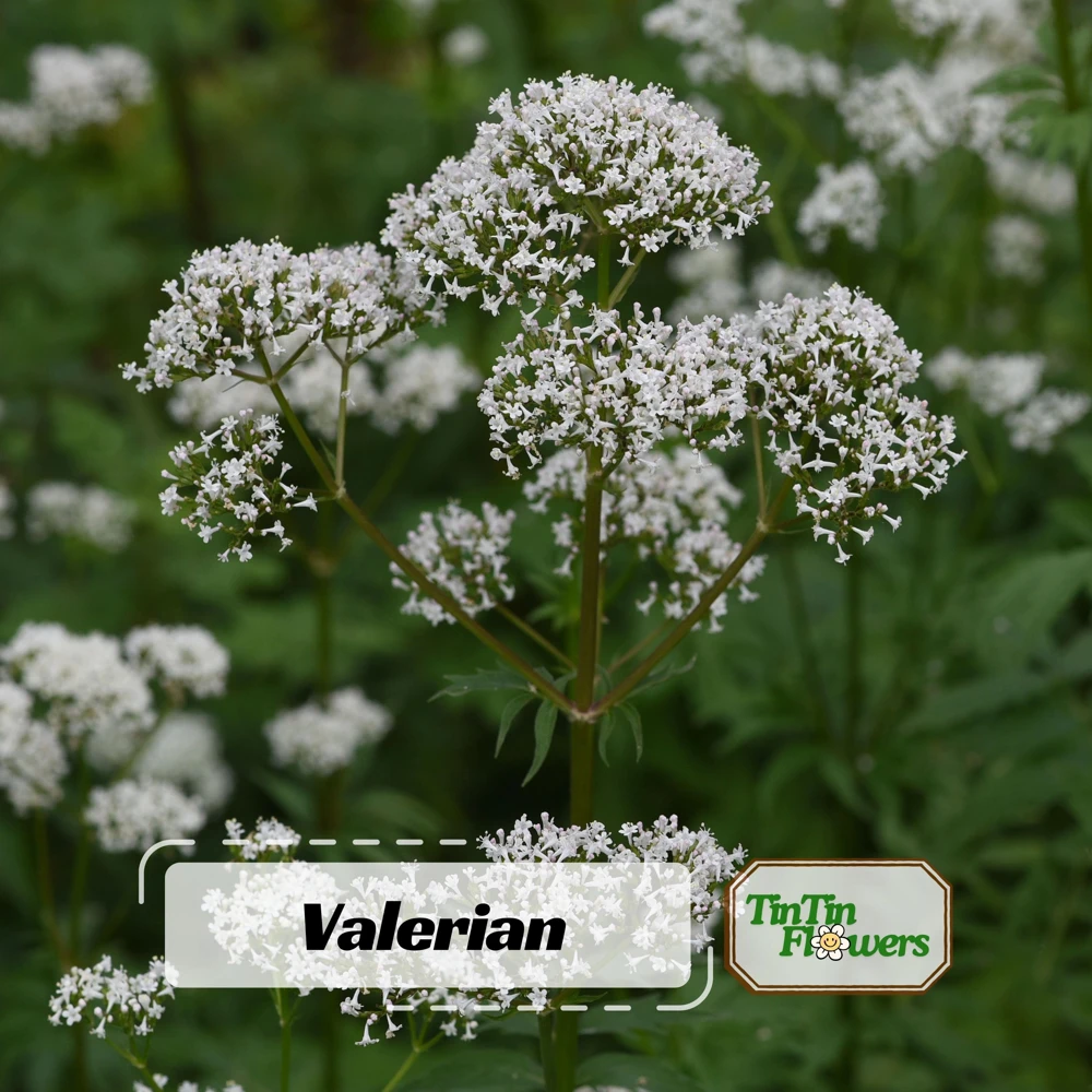 Valerian Herb Seeds - Valeriana officinalis - Fragrant Perennial Flowers - Image 1