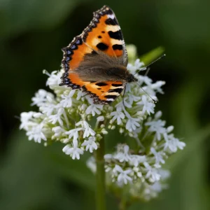 Valerian Herb Seeds - Valeriana officinalis - Fragrant Perennial Flowers - Image 6