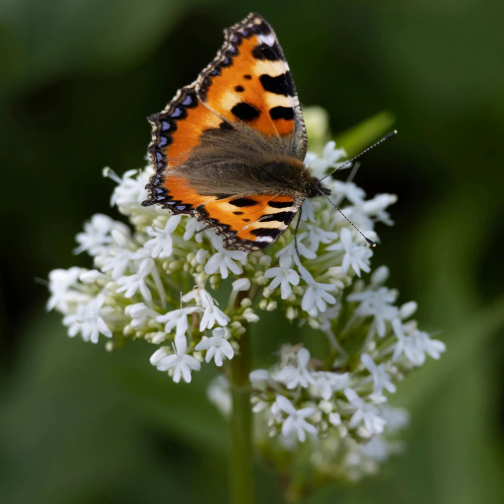 Valerian Herb Seeds - Valeriana officinalis - Fragrant Perennial Flowers - Image 6