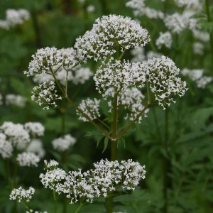 Valerian Herb Seeds - Valeriana officinalis - Fragrant Perennial Flowers - Image 7