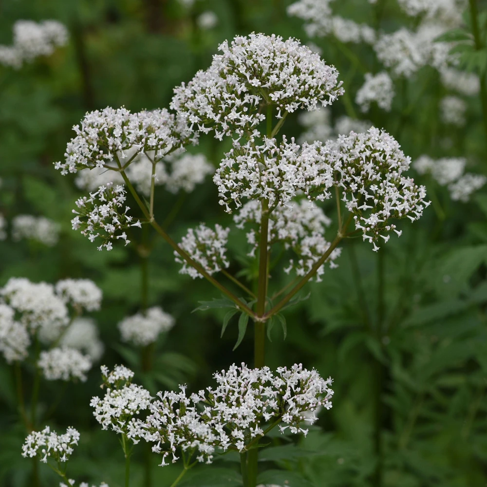 Valerian Herb Seeds - Valeriana officinalis - Fragrant Perennial Flowers - Image 7
