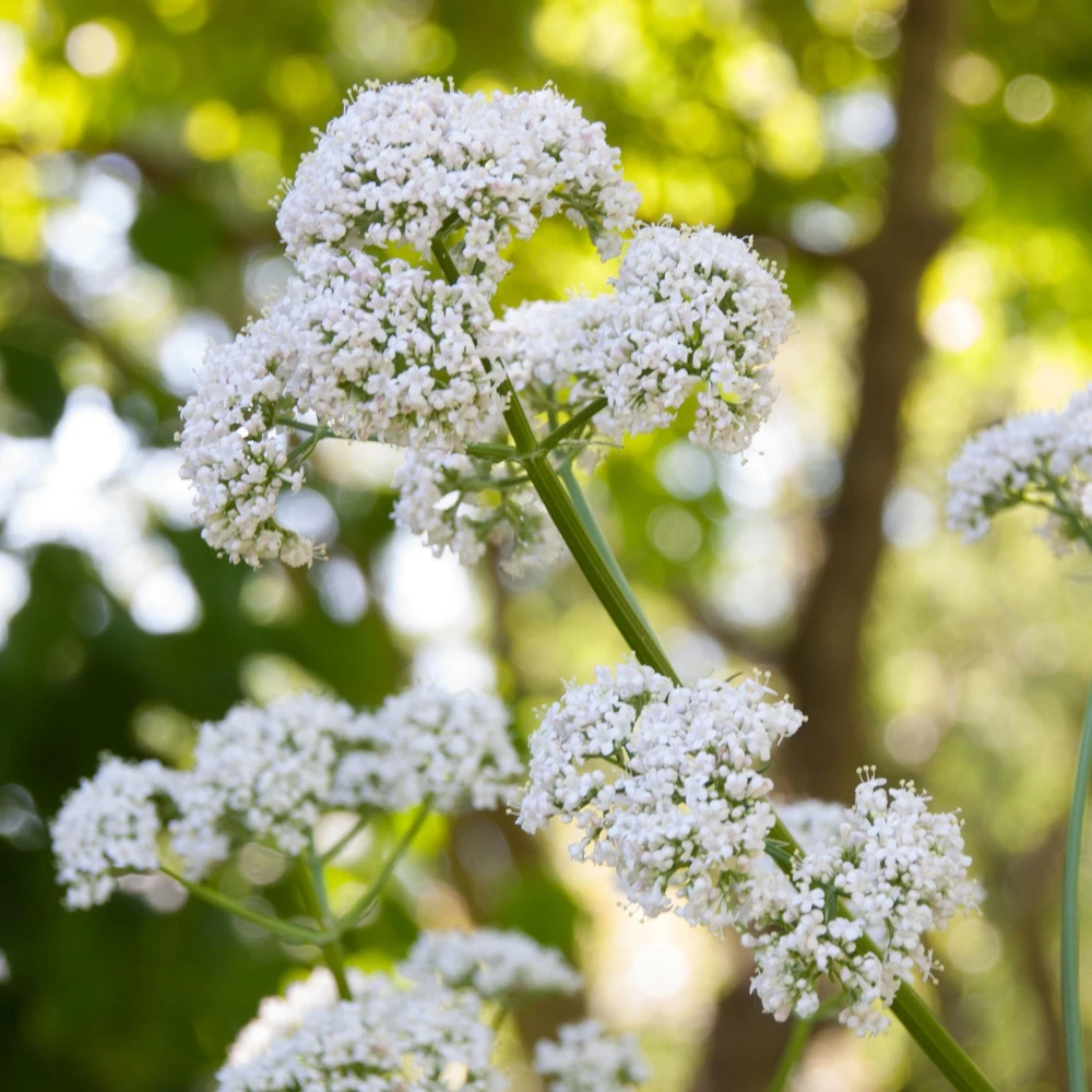 Valerian Herb Seeds - Valeriana officinalis - Fragrant Perennial Flowers - Image 8
