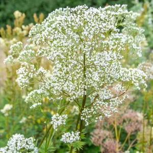 Valerian Herb Seeds - Valeriana officinalis - Fragrant Perennial Flowers - Image 9