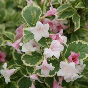 Variegated Weigela Live Plants - Pink Reblooming Shrub, Hardy Bush, 2-Pack, 6-12 Inch Tall, 4 Inch Pot, Outdoor - Image 3