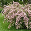 Variegated Weigela Live Plants - Pink Reblooming Shrub, Hardy Bush, 2-Pack, 6-12 Inch Tall, 4 Inch Pot, Outdoor - Image 1