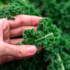 Vates Blue Scotch Curled Kale Seeds - Heirloom Vegetable Seeds for Garden - Image 11