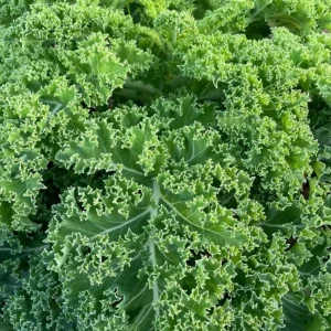 Vates Blue Scotch Curled Kale Seeds - Heirloom Vegetable Seeds for Garden - Image 13