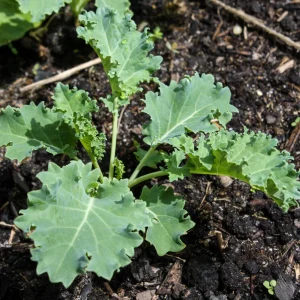 Vates Blue Scotch Curled Kale Seeds - Heirloom Vegetable Seeds for Garden - Image 14