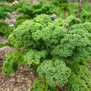 Vates Blue Scotch Curled Kale Seeds - Heirloom Vegetable Seeds for Garden - Image 15