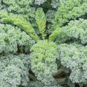 Vates Blue Scotch Curled Kale Seeds - Heirloom Vegetable Seeds for Garden - Image 2