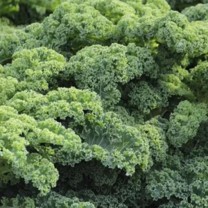 Vates Blue Scotch Curled Kale Seeds - Heirloom Vegetable Seeds for Garden - Image 3