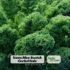 Vates Blue Scotch Curled Kale Seeds - Heirloom Vegetable Seeds for Garden - Image 1