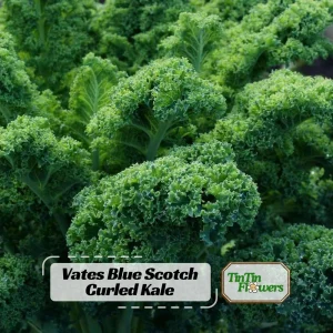 Vates Blue Scotch Curled Kale Seeds - Heirloom Vegetable Seeds for Garden - Image 1