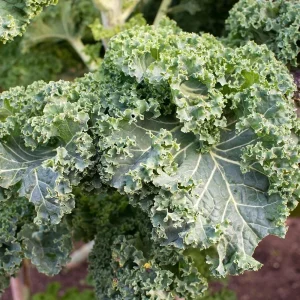 Vates Blue Scotch Curled Kale Seeds - Heirloom Vegetable Seeds for Garden - Image 4