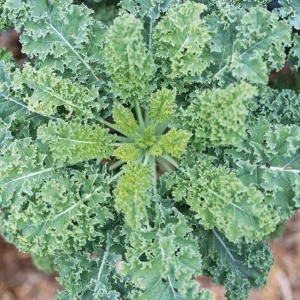Vates Blue Scotch Curled Kale Seeds - Heirloom Vegetable Seeds for Garden - Image 5