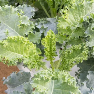 Vates Blue Scotch Curled Kale Seeds - Heirloom Vegetable Seeds for Garden - Image 6