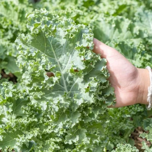 Vates Blue Scotch Curled Kale Seeds - Heirloom Vegetable Seeds for Garden - Image 8